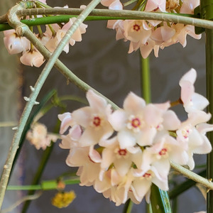 Hoya: Hoya shepherdii