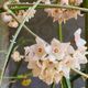 Hoya shepherdii