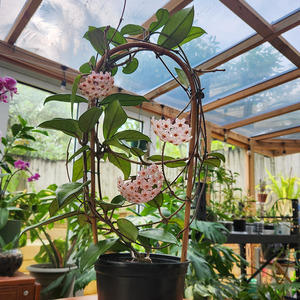 Hoya: Hoya carnosa