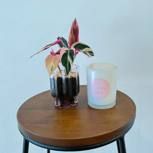 Pink blossom gift pack