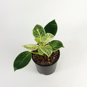 Office Plant: Philodendron birkin