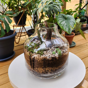 Succulent Terrarium