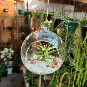 Desk Plants: Air Plant Orb