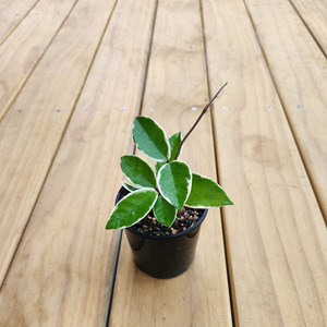 Trailing Plants: Hoya krimson queen