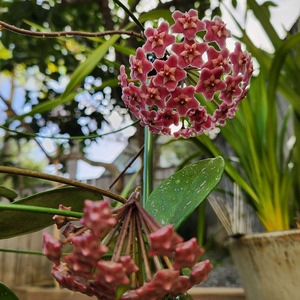 Hoya skinneriana