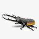 114 Stag Beetle