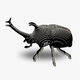 113 Rhino Beetle