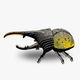 112 Hercules Beetle