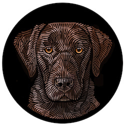 The Doggieology Pack: Doggieology Art - Chocolate Labrador