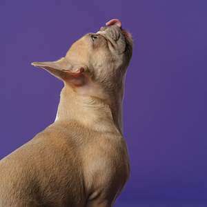 Grooming Services: In-Salon Dog Nail Trim