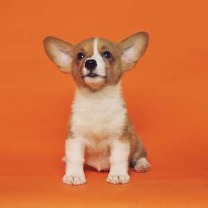 Grooming Services: In-Salon Puppy Introduction Groom