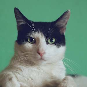 All Grooming Services: In-Salon General Cat Wash