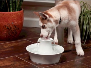 Dog Care: Drinkwell® Avalon Ceramic Pet Fountain – 2 Litres