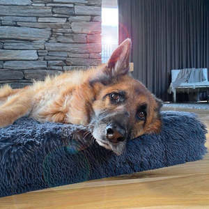 The Brooklyn Dog Beds: Brooklyn® Ultra Memory Foam Bed