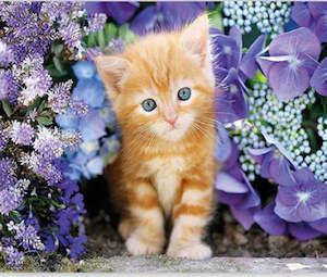 5D Diamond Art Kitten 30x30cm