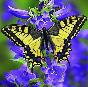 DIAMOND ART BUTTERFLY 30X30cm