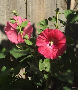 Products: Elizabeth’s Hollyhock Seeds