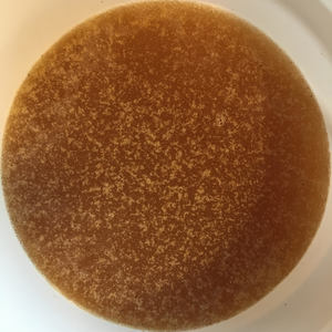 Avocado-Manuka Honey 60+ MGO, 2kg minibucket