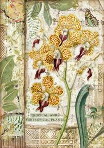 A4 Rice Paper - Amazonia Orchid