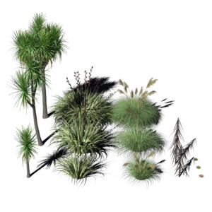 Dreambox Studio 3D NZ Native plant collection 01