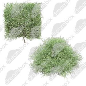 Dreambox Studio Corokia