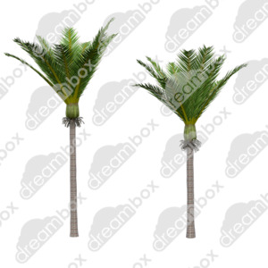 Dreambox Studio Nikau Palm