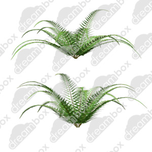 Dreambox Studio Silver Fern