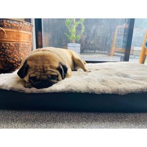 Dream Pet Bed - Frosted