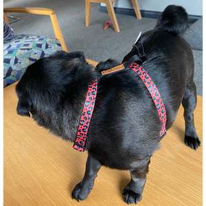 Harnesses: Boss + Boo - Spotted Cheetah Harness