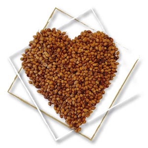 Coriander d: STIL Project