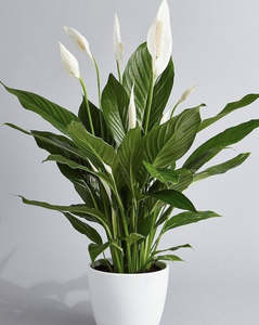 Potted Plants: Seasonal pot plants