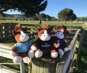 Products: Duwell Teddy's