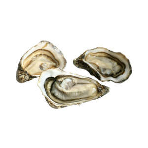 Half Shell Oysters 12.5 dozen (150 oysters per ctn)
