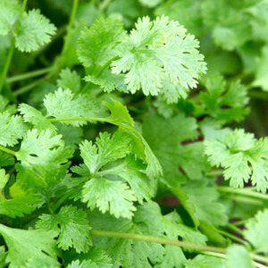 Local Produce: Fresh Coriander Leaves (25g Bag)