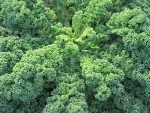 Organic Curly Kale Early Bird Organics