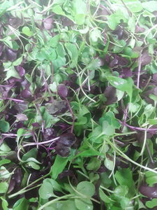 Products: Organic Micro greens Early Bird Organics