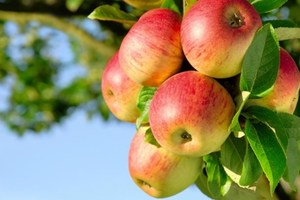 Organic NZ Queen Apples kg Early Bird Organics