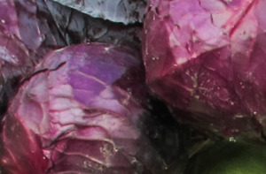 Organic Red Cabbage Early Bird Organics
