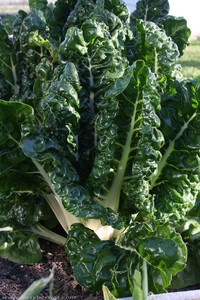 Products: Organic Silverbeet Early Bird Organics