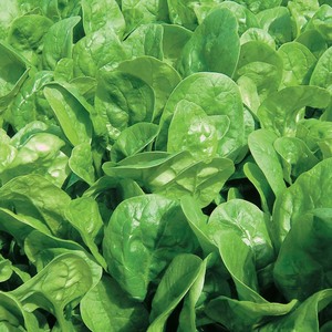 Organic Spinach bag Early Bird Organics