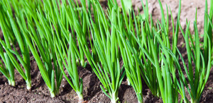 Products: Organic Spring Onion Early Bird Organics