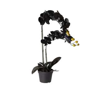 Potted Plants: Fiore Black Orchid 2 Stems 70cm