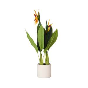 Potted Plants: Eden Bird of Paradise 95cm