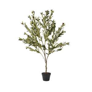 Eden Olive Tree 130cm