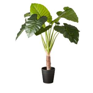 Eden Potted Taro Plant 130Cm