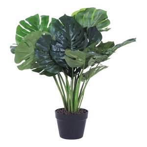 Potted Plants: Eden Potted Monstera 60cm