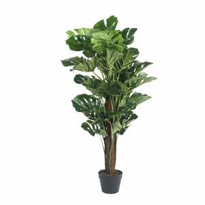 Potted Plants: Eden Monstera Plant 120cm