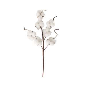 Stems Bunches: Bloomery Cotton Stem 43cm