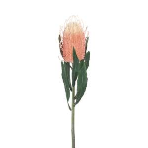 Clearance: Acacia Peach Banksia 61cm