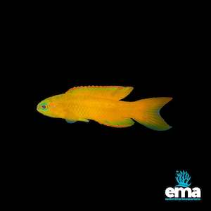 Fish 1: Yellow Assessor